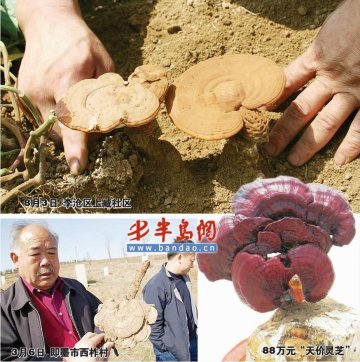 揭开“灵芝仙草”神秘面纱