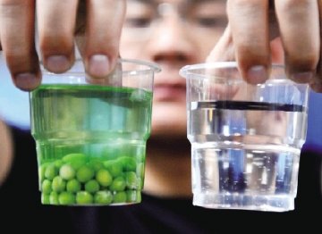 染色豌豆“卸完妆”留下一杯绿水