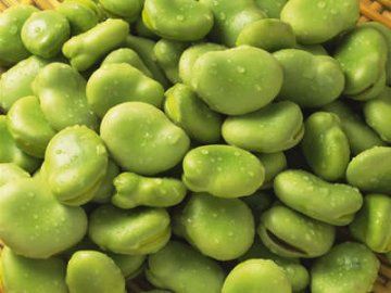春季要当心五种“毒”菜