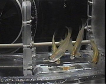 日本将水族箱送上太空以研究失重对鱼类影响