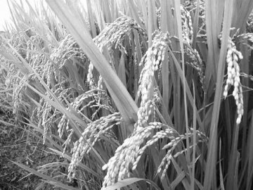 《科学》杂志聚焦中国粮食安全问题