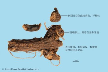 京大戟（Jingdaji）中药材鉴别照片