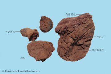 马勃（Mabo）中药材鉴别照片