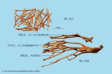 槲寄生（Hujisheng）中药材鉴别照片