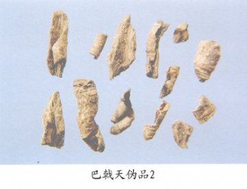 巴戟天伪品（2）--白木通（Baimutong）