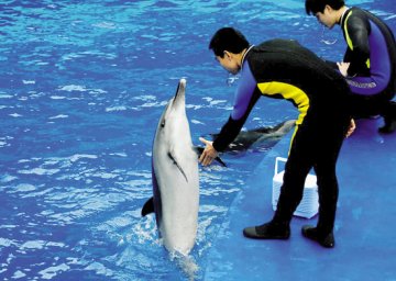 海豚“医生”治自闭