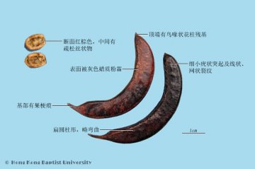 猪牙皂（Zhuyazao）中药材鉴别照片