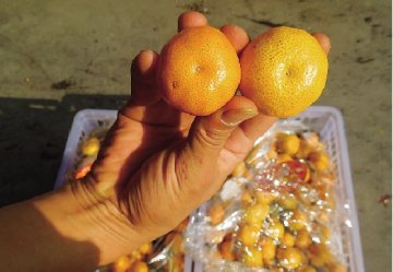 水果商揭秘行业潜规则：水果标签想贴什么贴什么