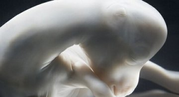 动物子宫内发育惊人照