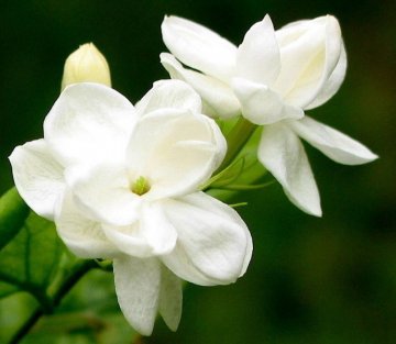 春季：茉莉花销春困、蜂蜜水润春燥