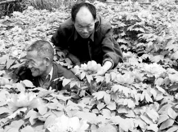 药农的喜悦