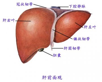 肝前面观