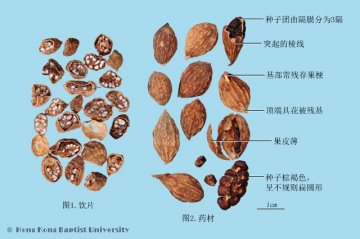 益智（Yizhi）中药材鉴别照片