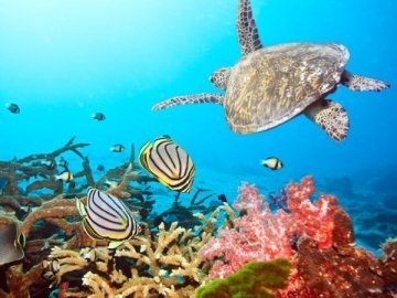 《自然》：全球海洋生物多样性分布绘制完成