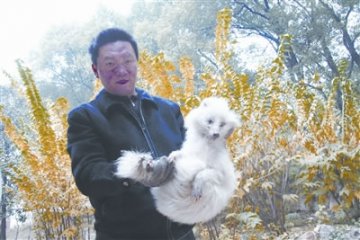 市民养狗1年后发现实为珍稀动物北极狐