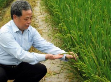 朱英国院士：“水稻候鸟” 情系农民
