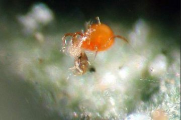 欧盟成功研制出规模化廉价的绿色生物杀虫技术