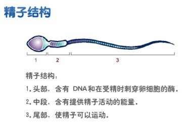 精子结构