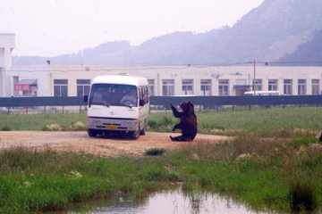 旅游车为取悦游客冲撞追击动物园黑熊