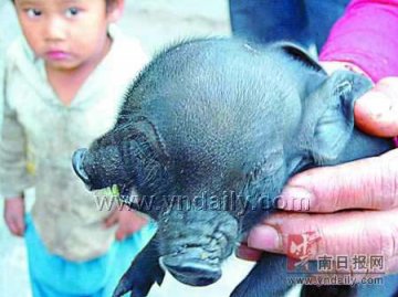 丑小猪长有两张拱嘴3只眼