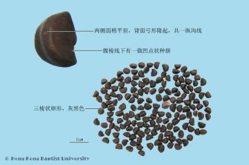 牵牛子（Qianniuzi）中药材鉴别照片