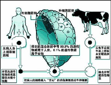 英下议院将决定“人兽混合胚胎“研究未来命运