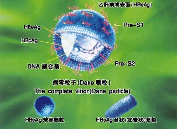 乙肝患者的用药原则