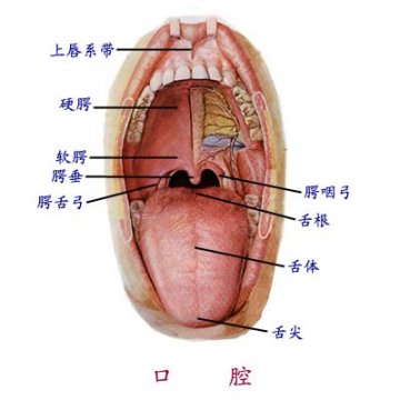 口腔