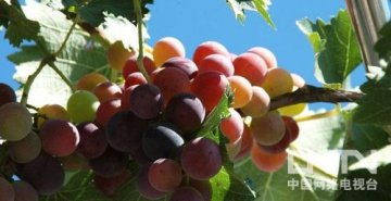 江西宜春果农因葡萄致癌谣言亏2000万 农业局辟谣