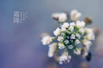 霜降吃柿子养肺护胃除燥