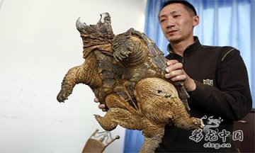 滇池爬出10公斤重疑似鳄鱼龟组图