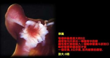 摄影师跟拍一美国女孩从亲热到生子全过程