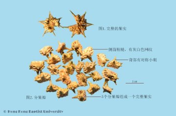 蒺藜（Jili）中药材鉴别照片