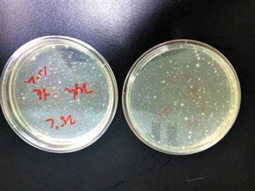 西瓜切开4小时后细菌增3倍 榨汁后细菌多不可计