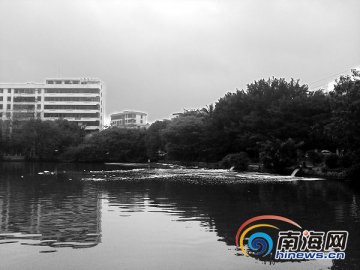 海口东湖出现大片泡沫 疑因受源头污水污染