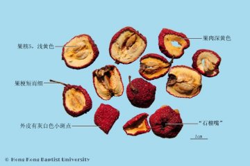 山楂（Shanzha）中药材鉴别相册