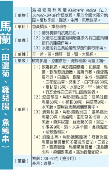 中医中药：马兰可以抗癌