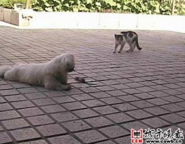 小狗捉只耗子玩弄 小猫一旁观看