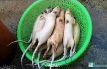 江苏无锡嫌犯用老鼠肉冒充羊肉销往苏沪多地