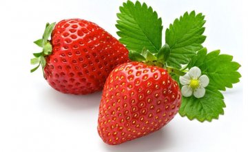 草莓