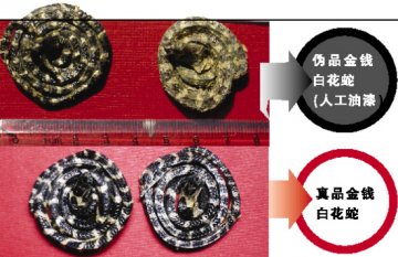 金钱白花蛇黑白相间