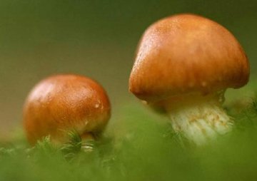 饮食抗衰老很靠谱 25种顶级抗衰老食物吃得起！