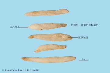 山麦冬（Shanmaidong）中药材鉴别照片
