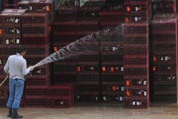香港禽流感扑杀1.7万只家禽