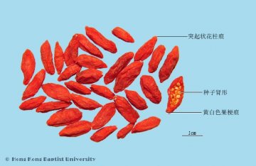 枸杞子（Gouqizi）中药材鉴别照片