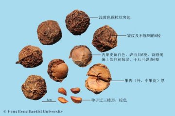 余甘子（Yuganzi）中药材鉴别相册