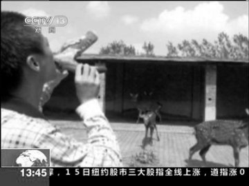 长假游客排队喝鹿血系假新闻 照片原系游客摆拍