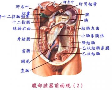 腹腔脏器前面观（2）