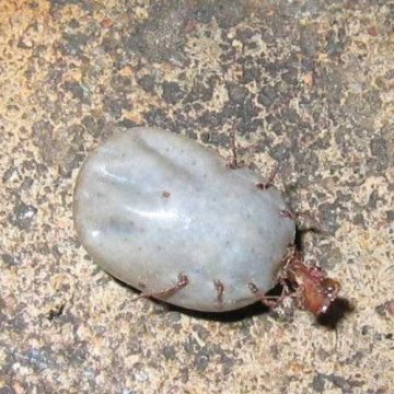 河南专家称从蜱虫中毒者体内分离出布尼亚病毒