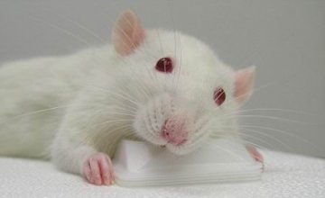 M&Ms巧克力豆含食用染料可让实验鼠变蓝